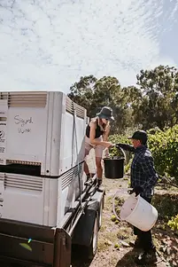 Sigurd - Harvest - Graft Wine.webp