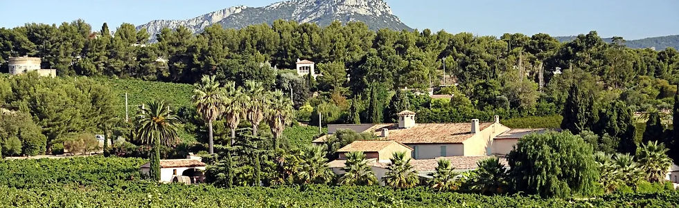Clos Cibonne - Vineyard - Graft Wine_edi
