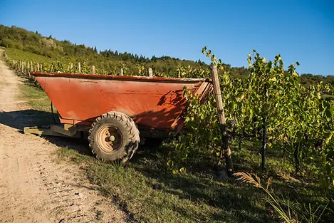 Pandolfa - Harvest - Graft Wine.webp