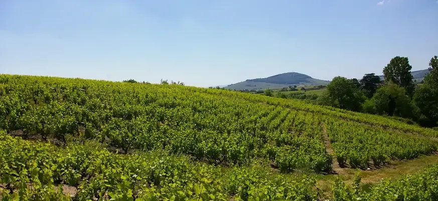 Jean-Michel Dupré - VIneyards 2.webp