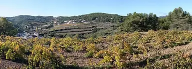 Bocchoris Cava - Alt Penedes Vineyard - Graft Wine.webp