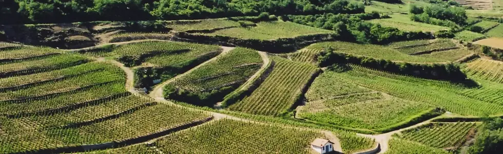 Domaine Coursodon - Vineyard 1 - Graft Wine.webp