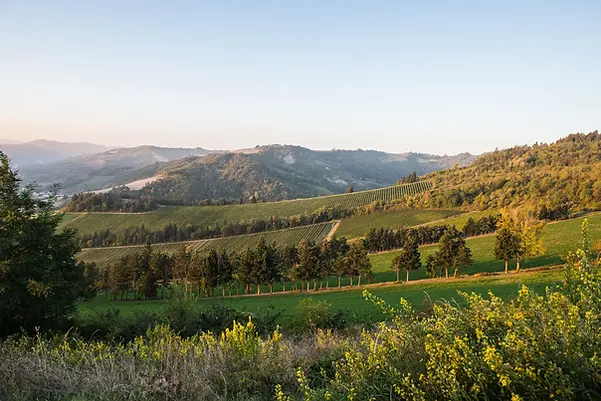 Pandolfa - Landscape - Graft Wine.webp