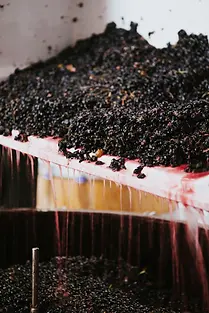 Sigurd - Winemaking - Graft Wine.webp