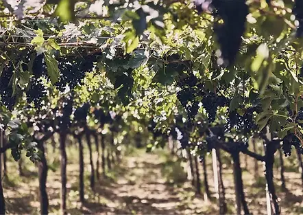 Tocco - Vine - Graft Wine.webp