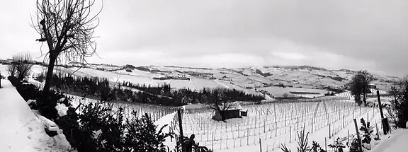 Sobrero Francesco Vineyards under snow - Graft Wine.webp