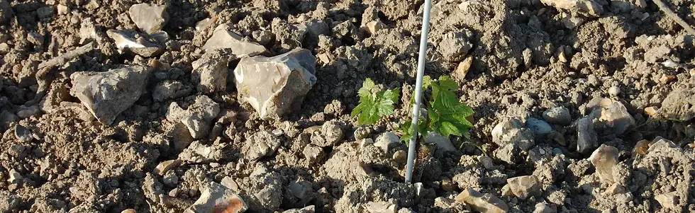 Sophie Siadou x Mary Taylor - Silex terroir - Graft Wine.webp