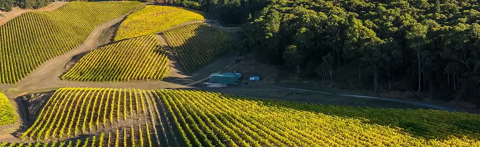 Murdoch Hill - Vineyard 2 - Graft Wine.webp