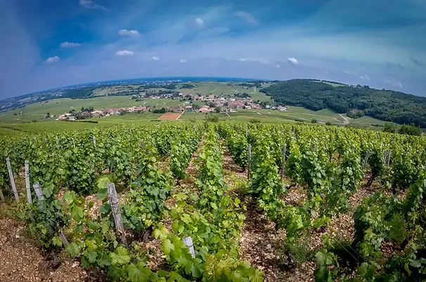 Domaine Thibert - Grapes - Vineyard Pouilly Fuisse Wine.webp