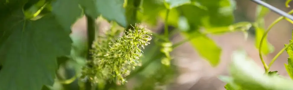 Domaine Thibert - Vines - Graft Wine.webp