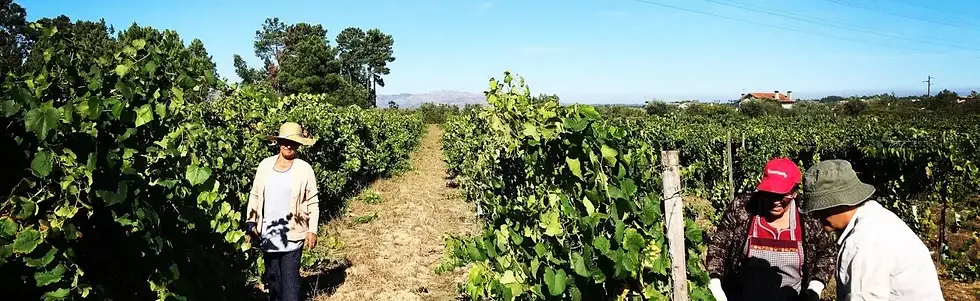 Mira do O - Harvest - Graft Wine.webp