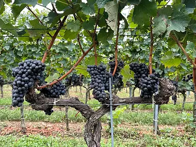 Andreas Gsellmann - Grapes 1 - Graft Wine.webp