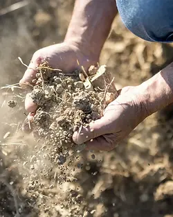 Dominique Gruhier - Soil - Graft Wine.webp