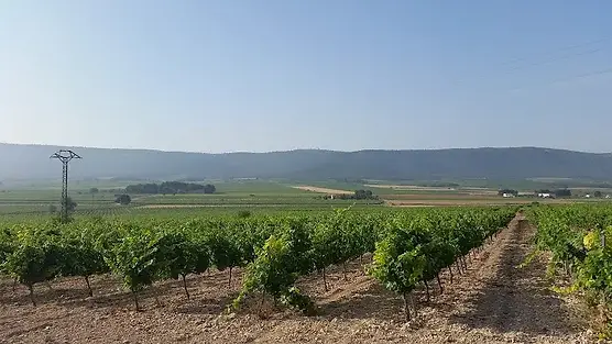 Casa-los-Frailes-Vineyard-Graft-Wine.webp