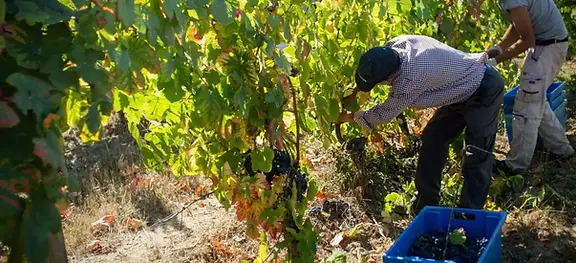 Mira do O - Harvest 2 - Graft Wine.webp