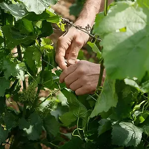 Domaine Thibert - Grapes - Graft Wine.webp
