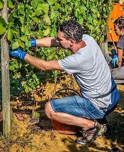 Cossetti-Harvest-Graft-Wine.webp
