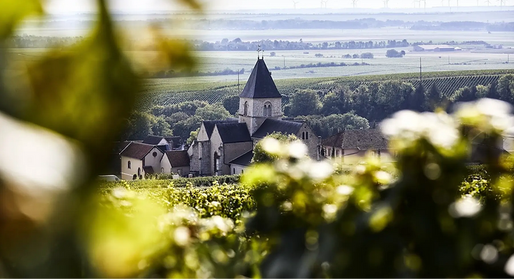 Vineyards of Champagne Pertois-Moriset