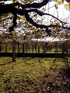 Casa Monte Pio - Vineyard - Graft Wine.webp