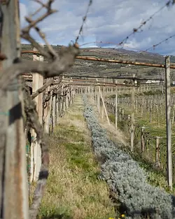 Alessandro Benini - Vineyards close-up.webp