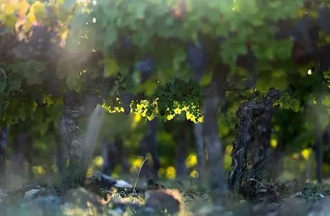 Domaine du Grand Mayne - Vines 1 - Graft Wine.webp