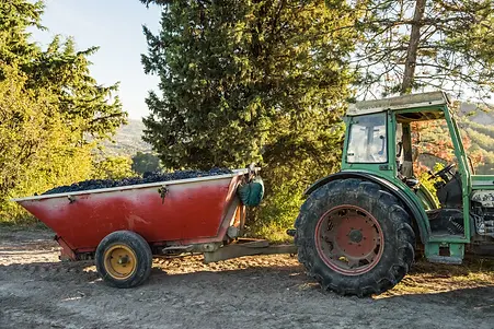 Noelia Ricci - Harvest - Graft Wine.webp