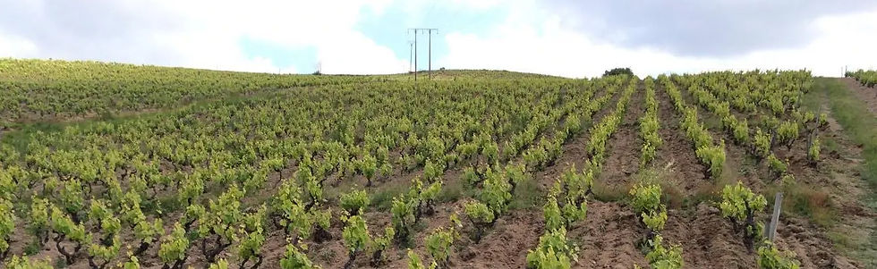 Kewin Descombes - Vineyard 2_edited.jpg