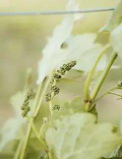 Nekeas - Grapes 2 - Graft Wine.webp