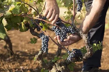 Tempo al Vino - Harvest 3 - Graft Wine.webp