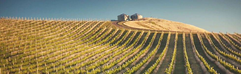 Loveblock - Vineyard 2 - Graft Wine_edit