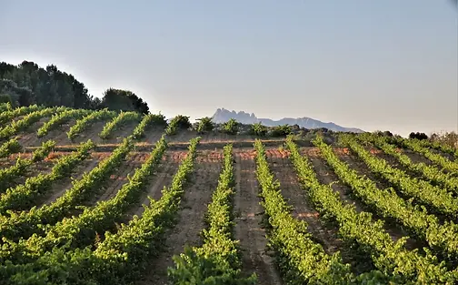 Vins el Cep - Vineyards - Graft Wine.webp
