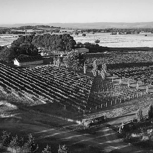 Ravensworth_Wines_The_Vineyard_Beginnings_Our_Story - Graft Wine.webp