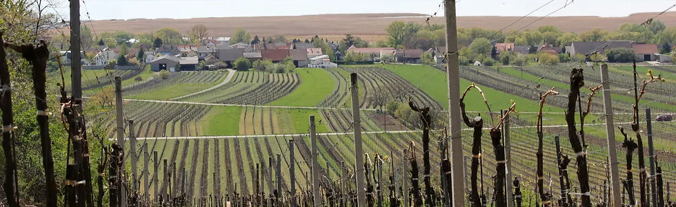 Andreas Gsellmann - Vineyard - Graft Win