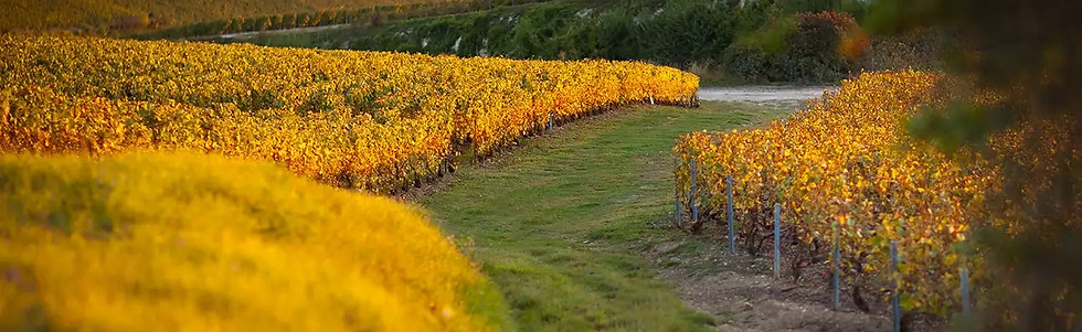 Champagne Pol Roger - Vineyard 8 - Graft