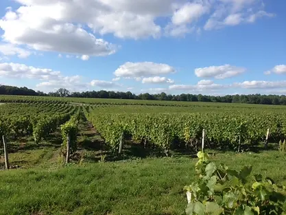 Damien Pinon - Vineyard 2 - Graft Wine.webp