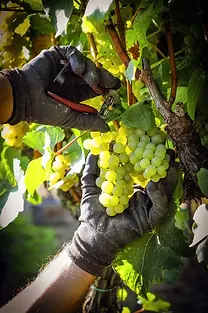 Casa Monte Pio - Harvest - Graft Wine.webp