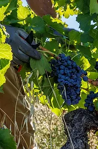 Xavier Vignon - Vines - Graft Wine.webp