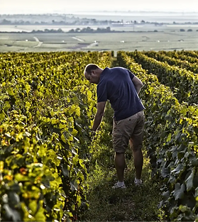 Vincent Bauchet, winemaker of Champagne Pertois-Moriset, in the vineyards