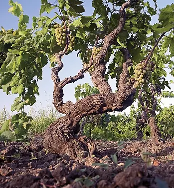 Tempo al Vino - Vine 2 - Graft Wine.webp