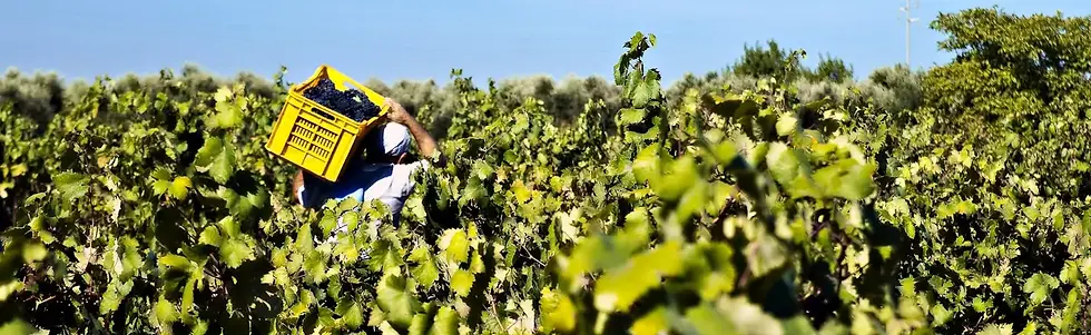 Tempo al Vino - Harvest 2 - Graft Wine.webp