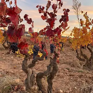 Casa los Frailes - Vines - Graft Wine.webp