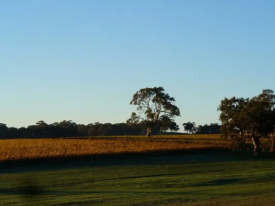 Murdoch Hill - Vineyard 1 - Graft Wine.webp