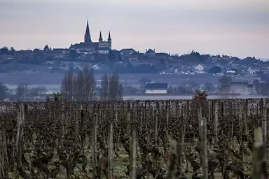 Domaine du Vieux Pressoir - Vineyard 2 - Graft Wine.webp