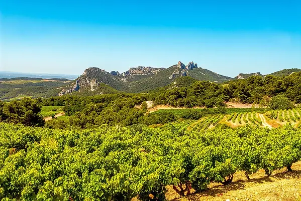 Bruno Lafon - Vineyard 1 - Graft Wine.webp