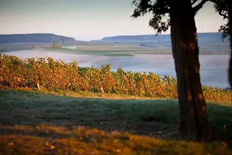 Champagne Pol Roger - Vineyard 9 - Graft Wine.webp