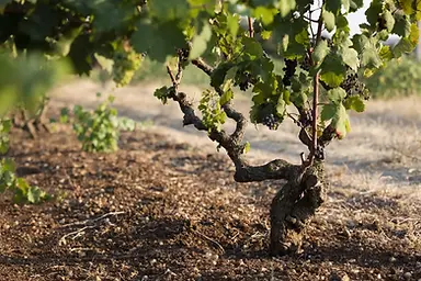 Tempo al Vino - Vine 1 - Graft Wine.webp