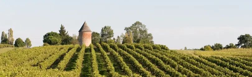 Chateau Laballe - Vineyard 1 - Graft Wine.webp