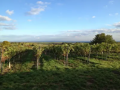 Eschenhof-Holzer-Vineyard-1-Graft-Wine.webp