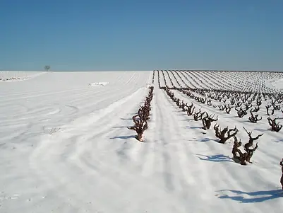 Marsilea - Vineyard in the snow - Graft Wine.webp