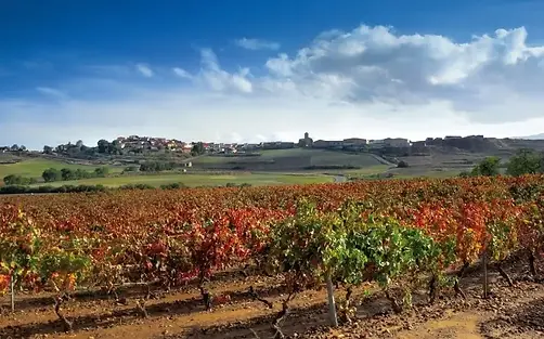 Nestares Eguizabal - Vineyard Autumn - Graft Wine.webp